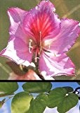 Tropica - Orchideen-Baum (Bauhinia variegata) - 8 Samen