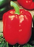 Tropica - Paprika / Chilli - Bendigo (Capsicum annum) - 10 Samen - Gemüsepaprika
