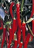 Tropica - Paprika / Chilli - Fuego (Capsicum annum) - 20 Samen - Chilli / Pepperoni
