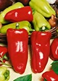 Tropica - Paprika / Chilli - Gypsy (Capsicum annum) - 10 Samen - Ungarischer Paprika