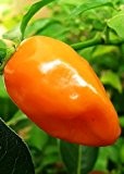 Tropica - Paprika / Chilli - Habanero Orange (Capsicum chinense) - 10 Samen - Chilli / Pepperoni