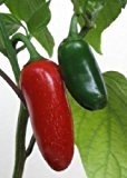Tropica - Paprika / Chilli - Jalapeno (Capsicum annum) - 10 Samen - Chilli / Pepperoni / BIO