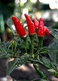 Tropica - Paprika / Chilli - Red Finger (Capsicum frutescens) - 20 Samen - Indischer Chilli