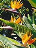 Tropica - Paradiesvogelblume (reginae) (Strelitzia reginae) - 5 Samen