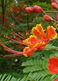 TROPICA - Pfauenstrauch / Stolz von Barbados (Caesalpinia pulcherrima) - 10 Samen