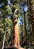TROPICA - Riesen-Mammutbaum ( Sequoiadendron gigantea ) - 110 Samen / Sonderselektion
