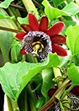 TROPICA - Riesengranadilla / Königsgranadilla (Passiflora quadrangularis) - 12 Samen