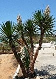 TROPICA - Riesenpalmlilie (Yucca elephantipes syn. gigantea) - 10 Samen