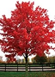 TROPICA - Rotahorn (Acer rubrum) - 20 Samen