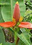 TROPICA - Rote Blumenbanane (Musa ornata Red) - 10 Samen
