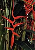 TROPICA - Rote Heliconie (Heliconia pendula syn. Heliconia collinsiana) - 10 Samen