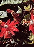 Tropica - Rote Passionsblume (Passiflora coccinea) - 10 Samen
