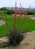 TROPICA - Rote Yucca (Hesperaloe parviflora) - 10 Samen