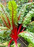 TROPICA - Roter Stielmangold ( Beta vulgaris-Feurio ) -80 Samen