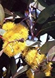 TROPICA - Schnee - Eucalyptus (Eucalyptus pauciflora ssp. niphophila) - 250 Samen