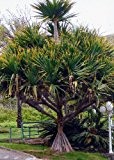 TROPICA - Schraubenbaum (Pandanus furcatus) - 5 Samen