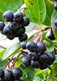 Tropica - Schwarze Apfelbeere Aronia (Aronia melanocarpa) - 50 Samen