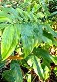 TROPICA - Schwarzer Nepal-Kardamom ( Amomum subulatum ) - 10 Samen