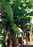 TROPICA - Silber - Banane (Musa balbisiana) - 10 Samen