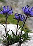 Tropica - Steingarten - Alpenglockenblume (Campanula carpatica) - 300 Samen