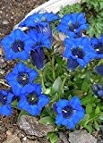 Tropica - Steingarten - Enzian (Gentiana accaulis 'blue') - 90 Samen