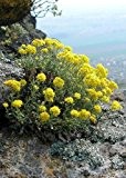 Tropica - Steingarten - Steinkraut (Alyssum montanum) - 40 Samen