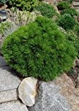 Tropica - Steingarten - Zwerg-Schlangenhautkiefer (Pinus leucodermis 'Satelite' ) - 30 Samen