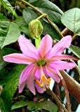 TROPICA - Südamerikanische Curuba Passionsblume (Passiflora mollissima) - 15 Samen