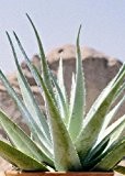 Tropica - Sukkulenten - Aloe vera (Aloe vera) - 10 Samen