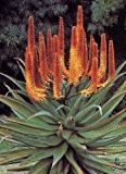 Tropica - Sukkulenten - Feuer Aloe (Aloe ferox) - 20 Samen