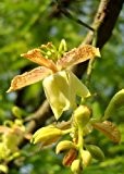 TROPICA - Tamarinde / Indischer Dattelbaum (Tamarindus indica) - 4 Samen