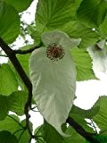 Tropica - Taschentuchbaum (Davidia involucrata ) - 1 Samen