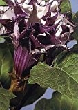 TROPICA - Teufelstrompete (Datura metel purple) - 12 Samen