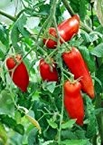 Tropica - Tomaten - Andine Cornue (Lycopersicon esculentum) - 10 Samen - Historische Tomatensorte