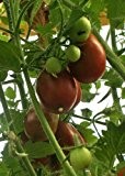 Tropica - Tomaten - Black Plum (Lycopersicon esculentum) - 10 Samen - Österreichische Salattomate