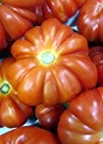 Tropica - Tomaten - Costoluto Genovese (Lycopersicon esculentum) - 10 Samen - Fleischtomate