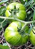 Tropica - Tomaten - Green Zebra (Lycopersicon esculentum) - 10 Samen - Historische Tomatensorte