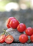 Tropica - Tomaten - Mexikanische Honigtomate (Lycopersicon esculentum) - 10 Samen - Mexikanische Cherry - Tomate
