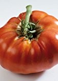 Tropica - Tomaten - Russe Rouge (Lycopersicon esculentum) - 10 Samen