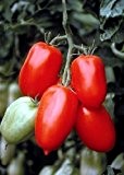 Tropica - Tomaten - San Marzano (Lycopersicon esculentum) - 10 Samen - San Marzano Tomate