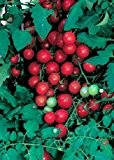 Tropica - Tomaten - Sweet Million F1 (Lycopersicon esculentum) - 10 Samen - Cocktailtomate