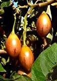 Tropica - Tomaten - Tamarillo (Cyphomandra betacea) - 100 Samen - Baumtomate