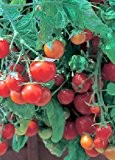 Tropica - Tomaten - Tumbling Tom F1 Rot (Lycupersicon esculentum) - 10 Samen - Hängetomate
