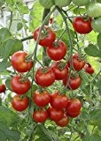 Tropica - Tomaten - Zuckertraube (Lycopersicon esculentum) - 10 Samen - Aromatische Cocktail - Tomate / BIO