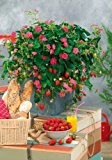 TROPICA - Topf-Erdbeere -Toscana F 1 ( Fragaria vesca ) - 7 vorgekeimte Samen