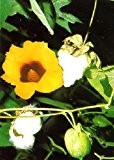 TROPICA - Topfbaumwolle (Gossypium herbaceum) - 12 Samen