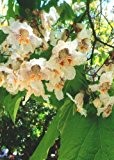 TROPICA - Trompetenbaum (Catalpa bignonioides) - 40 Samen