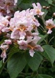 TROPICA - Trompetenbaum / Lila-Pink (Catalpa fargesii) - 50 Samen
