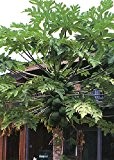 TROPICA - Tropischer Melonenbaum / Papaya (Carica papaya) - 30 Samen