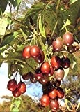 TROPICA - Tropischer Tomatenbaum / Tamarillo (Cyphomandra betacea) - 100 Samen